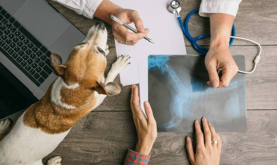 Ortopedia zwierząt – najważniejsze informacje o zdrowiu psów i kotów