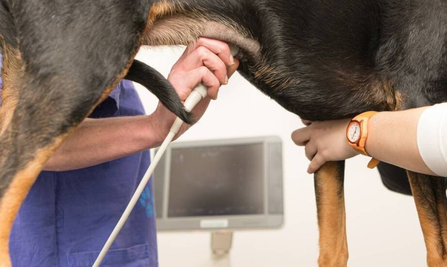 Najczęstsze urazy ortopedyczne u zwierząt domowych – objawy i leczenie