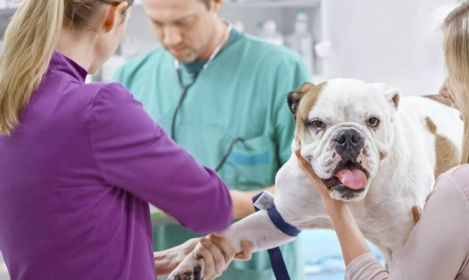 Problemy ortopedyczne u zwierząt – jak je rozpoznać i kiedy reagować?