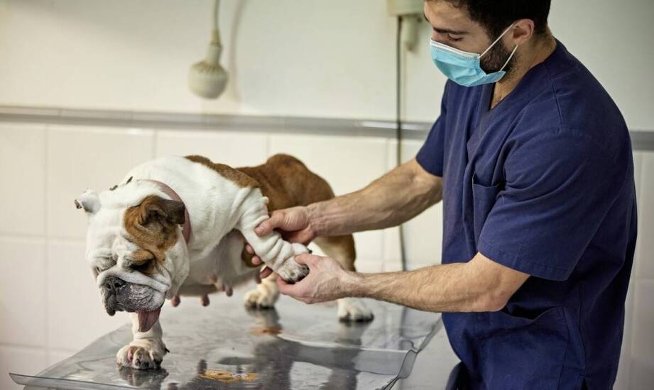 Ortopedia weterynaryjna – jak dbać o zdrowe stawy i kości pupila