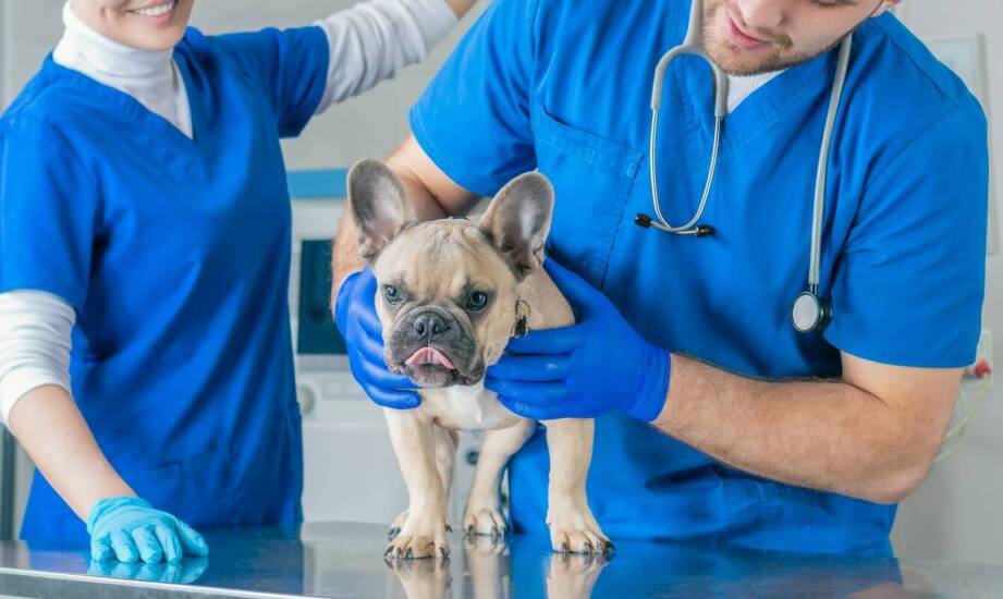 Chirurgia zwierząt – najważniejsze wskazania, metody leczenia i bezpieczeństwo