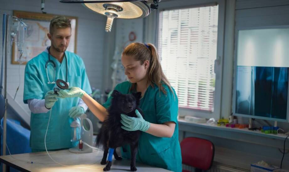 Jakie usługi oferuje gabinet weterynaryjny i kiedy z nich korzystać?