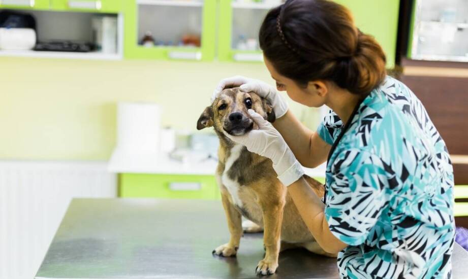 Jak wygląda codzienna opieka w przychodni weterynaryjnej i czym się zajmuje?