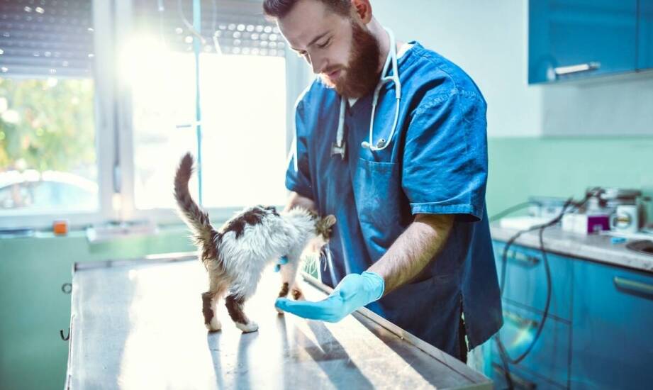 Najczęstsze choroby u zwierząt domowych i skuteczne metody leczenia