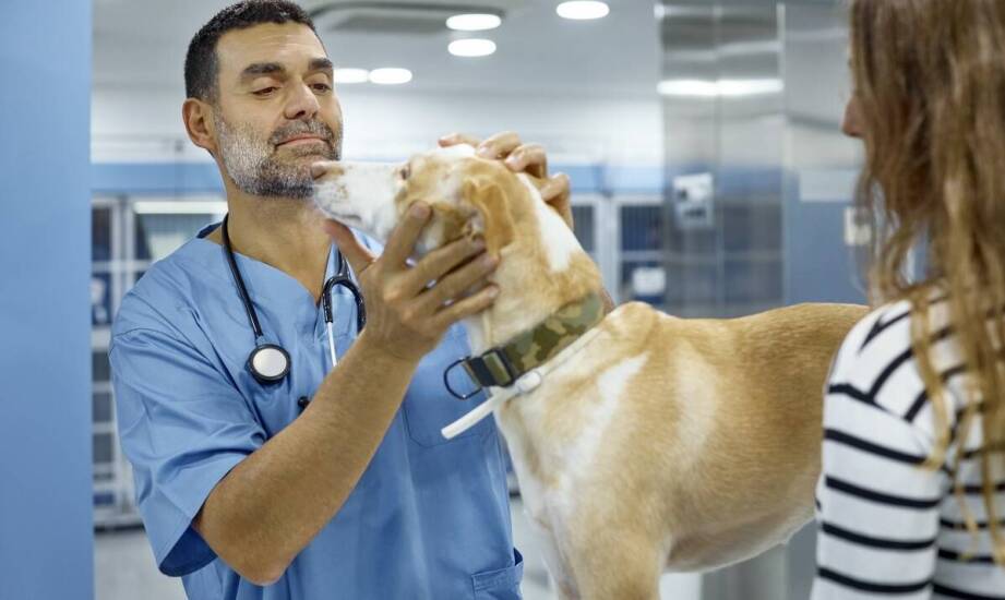 Jak dbać o zdrowie pupila – najważniejsze zasady opieki weterynaryjnej