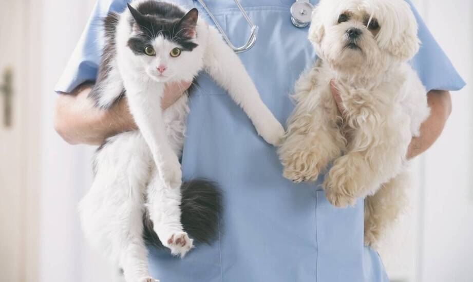 Choroby wewnętrzne psów i kotów – objawy, leczenie oraz profilaktyka
