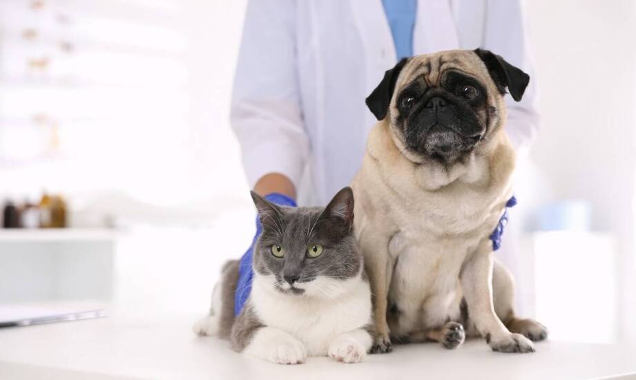 Kto zajmuje się leczeniem chrób wewnętrznych psów i kotów?