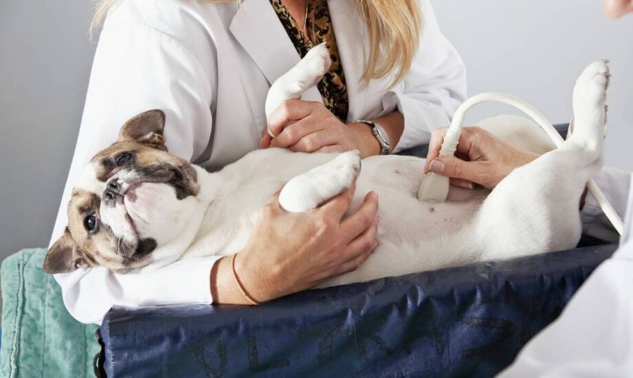 Badanie USG u psa i kota – co wykrywa diagnostyka obrazowa zwierząt?