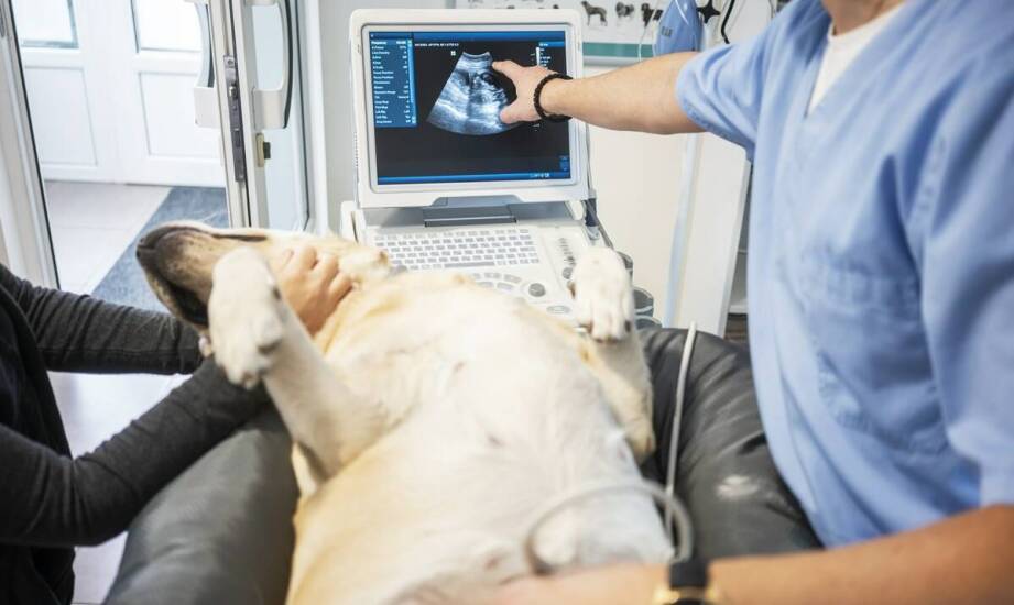 USG zwierząt domowych – jakie schorzenia wykrywa diagnostyka obrazowa?