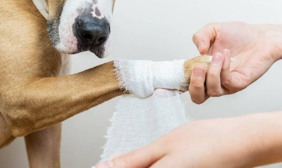 Złamania u psów – przyczyny, objawy i najnowsze sposoby leczenia