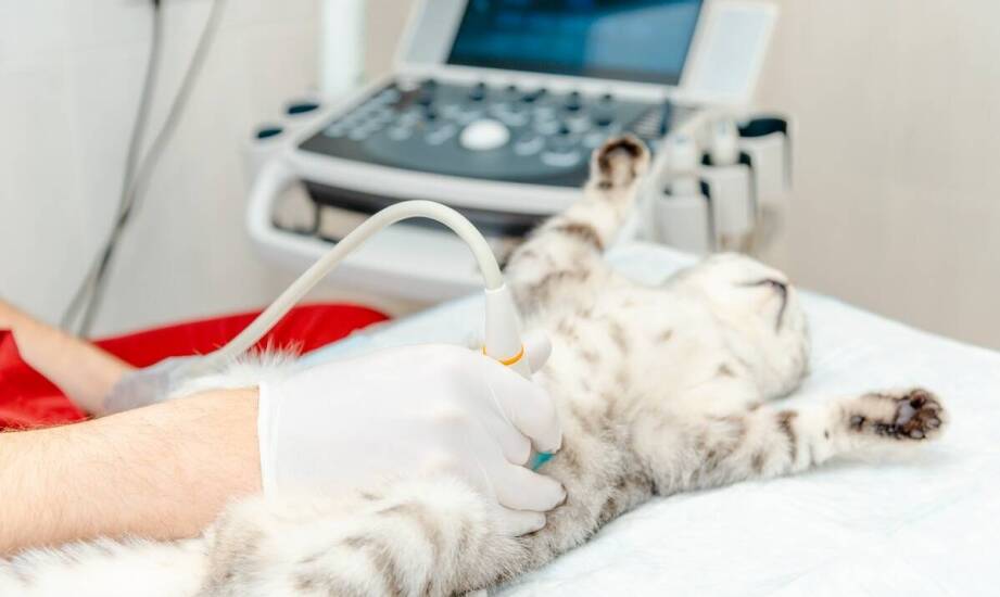 Diagnostyka obrazowa zwierząt domowych – zastosowanie i przebieg badania USG