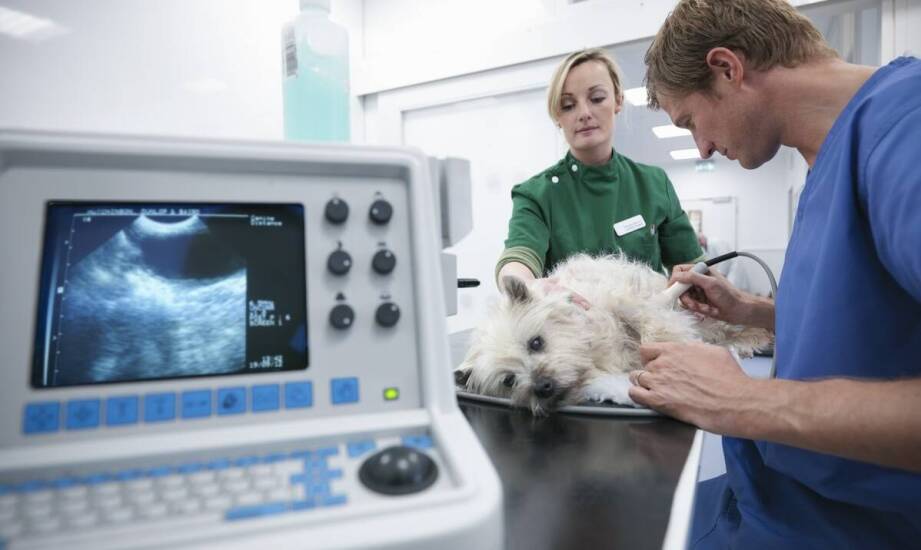 USG u zwierząt domowych – kiedy wykonać i jak przebiega badanie