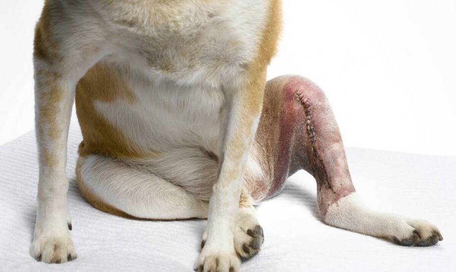 Złamania u psów – jak przebiega leczenie oraz powrót do sprawności