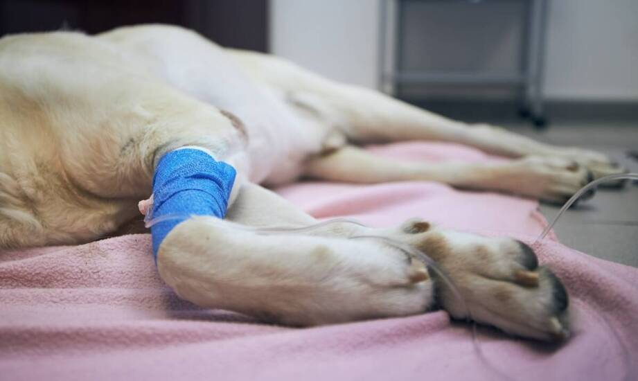 Złamania u psów – najważniejsze etapy leczenia i skuteczna rekonwalescencja