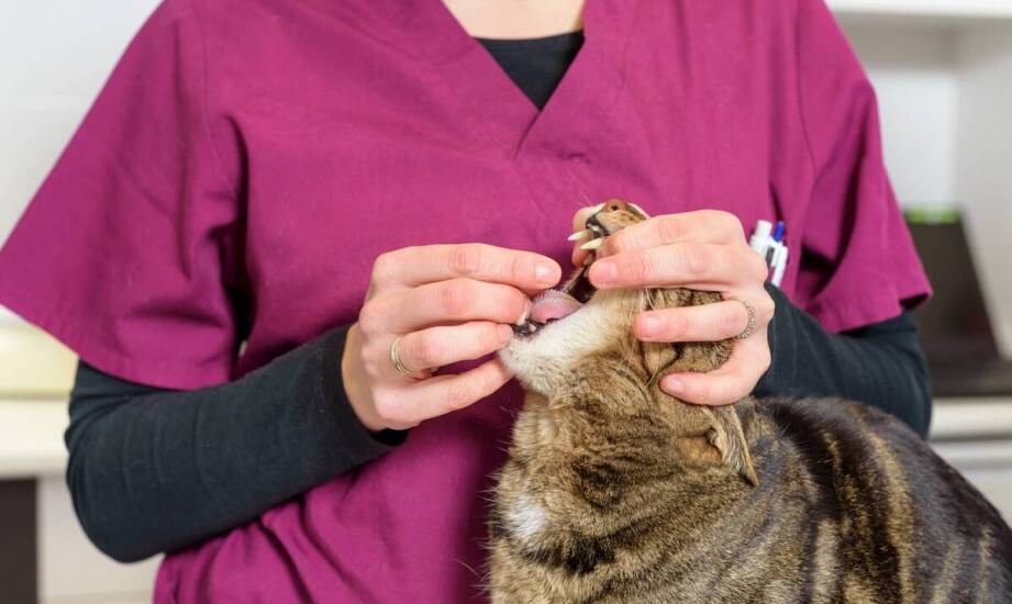 Jak przebiega leczenie urazów kostnych u kotów i na co zwrócić uwagę?