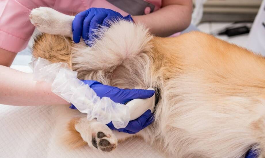 Dysplazja stawów u psów – objawy, diagnostyka i sposoby leczenia