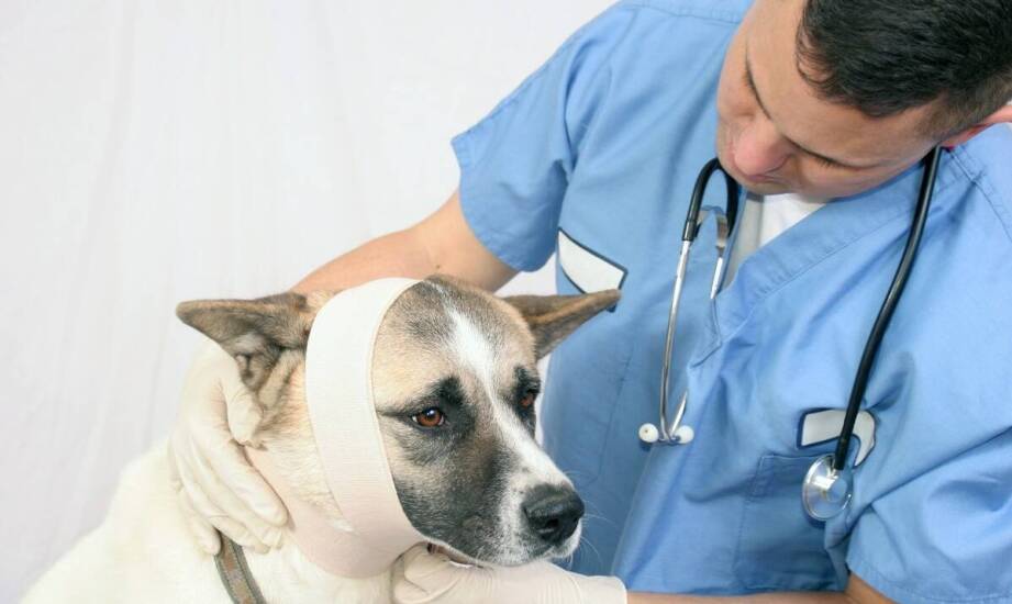 Jak rozpoznać i łagodzić objawy dysplazji stawów u psów różnych ras