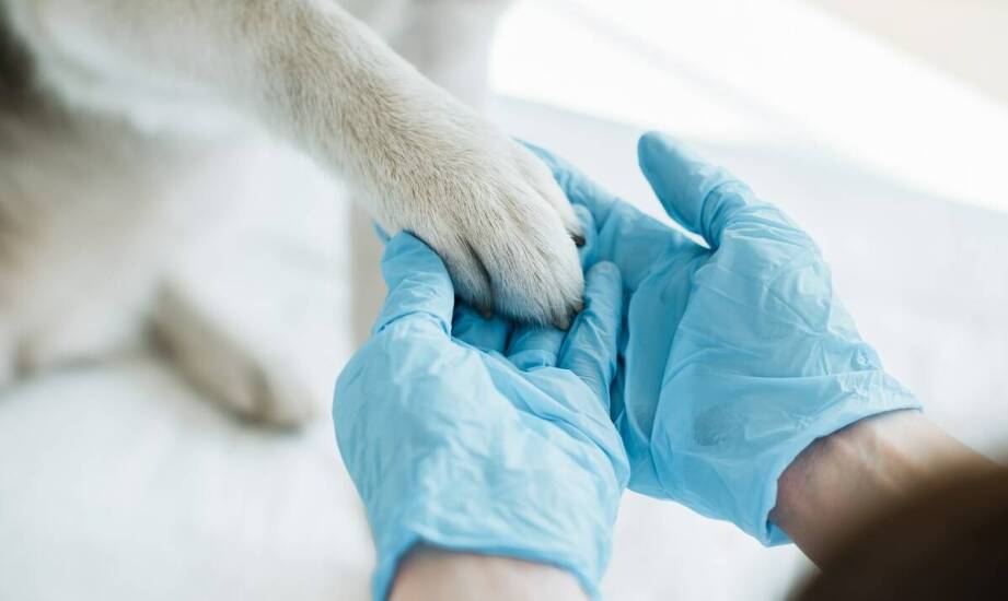 Iniekcje dostawowe u zwierząt – kiedy stosuje się terapię i jakie są efekty