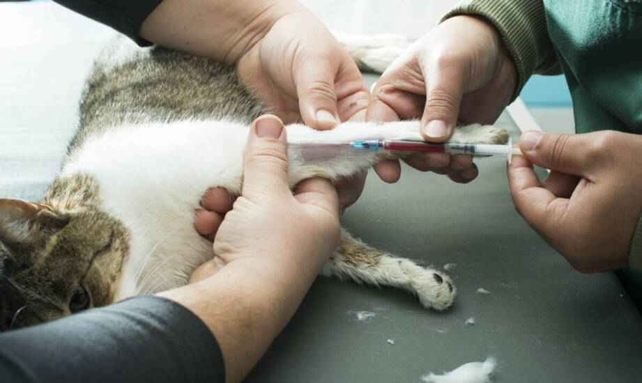 Terapia stawów u psów i kotów – skuteczność oraz zastosowanie iniekcji