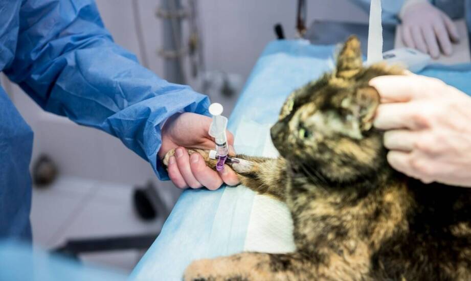 Iniekcje stawowe u psów i kotów – zastosowanie, wskazania i skuteczność