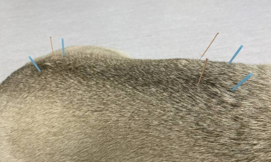 Uszczelnienie dylatacji – skuteczne zabezpieczenie konstrukcji przed wodą