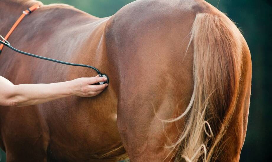 Wędzidło dla konia – rodzaje, zastosowanie i najważniejsze cechy wyboru