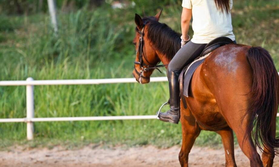 Derki dla koni – funkcje, rodzaje i zastosowanie w codziennej pielęgnacji
