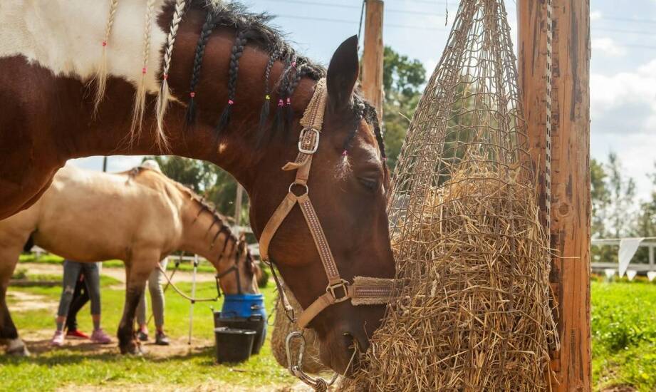 Siatki na siano – praktyczne zastosowanie i korzyści w codziennej stajni