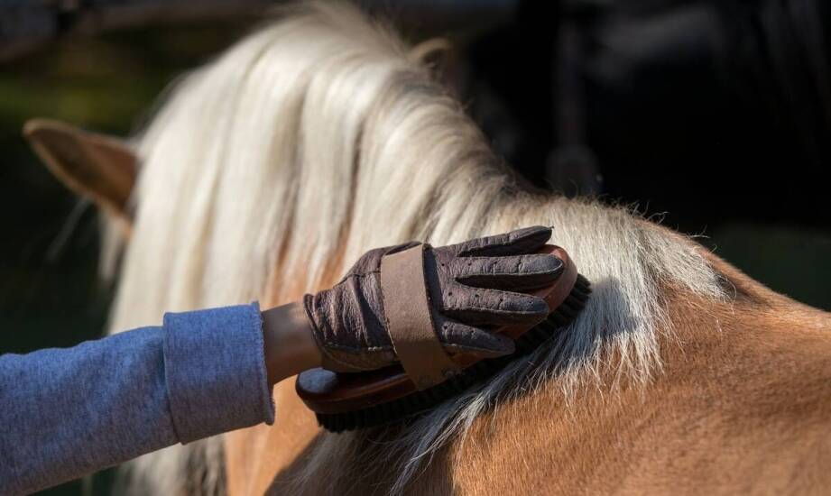 Rękawiczki jeździeckie – najważniejsze cechy i funkcje w codziennej jeździe