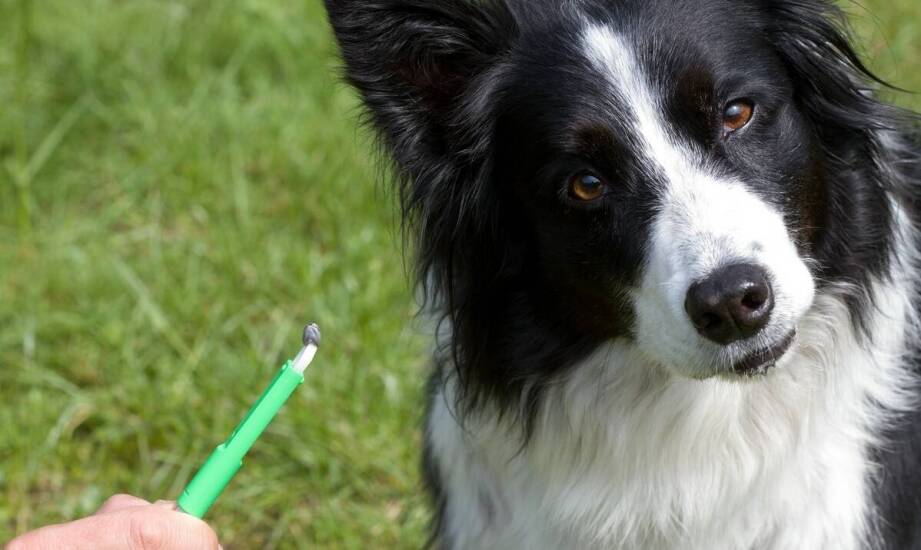 Uprawnienia i obowiązki komornika – kluczowe aspekty pracy komorniczej