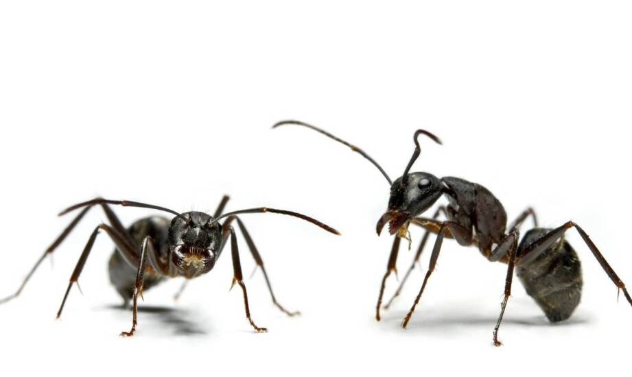 Jakie zadania realizuje komornik i na czym polega jego rola w postępowaniu