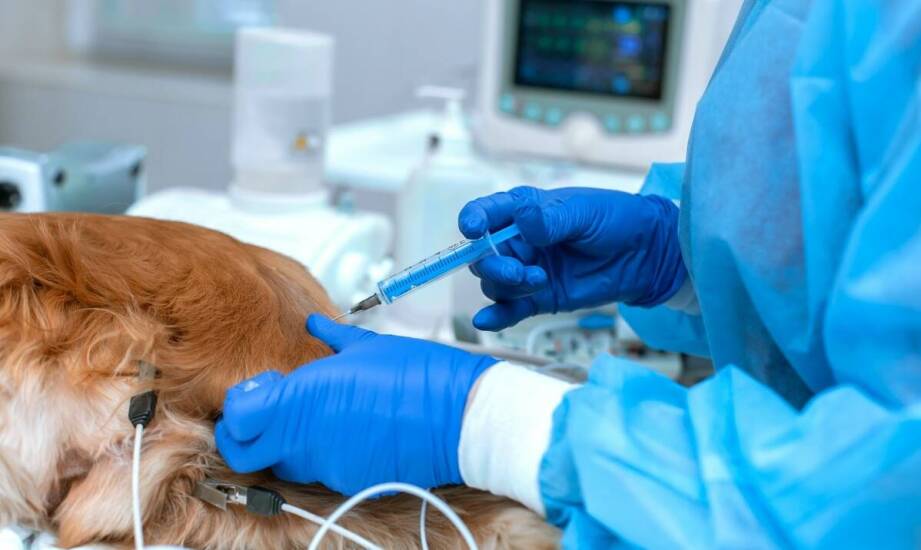 Czym zajmuje się weterynarz i jakie badania przeprowadza u zwierząt domowych