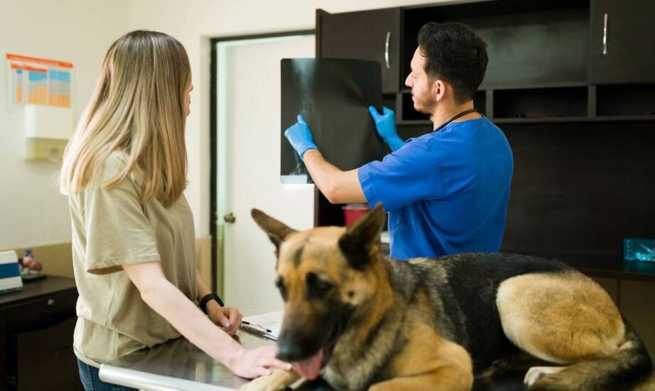 Jak przebiega wizyta w gabinecie weterynaryjnym i czego można się spodziewać