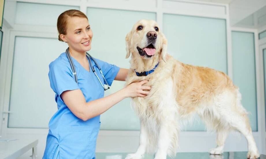 Czym powinien charakteryzować się dobry lekarz weterynarii?