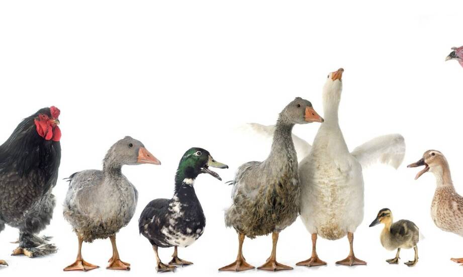 Kaczka sanitarna męska – zastosowanie, budowa i praktyczne wskazówki