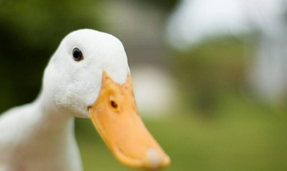 Jak wybrać kaczki sanitarne dla mężczyzn i kiedy są szczególnie przydatne