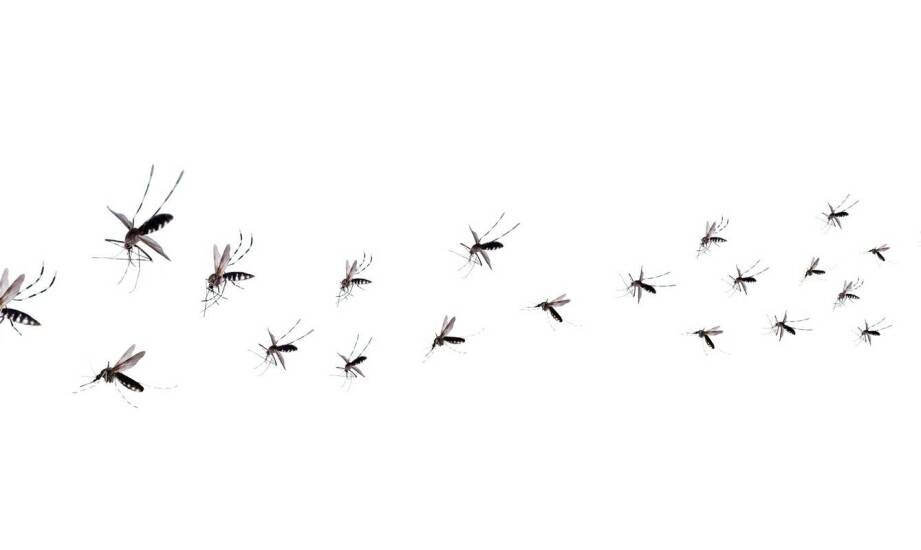 Znaczenie badań mykologicznych w ochronie zdrowia i stanu technicznego budynków