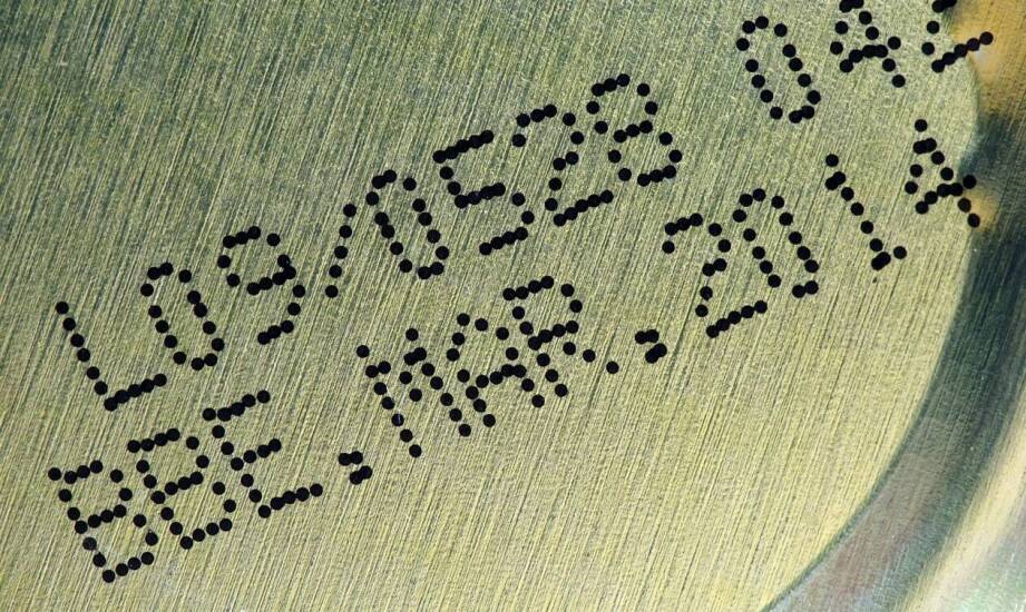 Warroza pszczół – objawy, przyczyny i skutki choroby w pasiekach