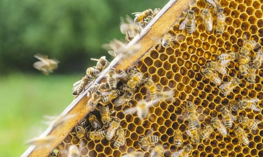 Biowar w trosce o pszczoły – skuteczność, działanie i zastosowanie produktu