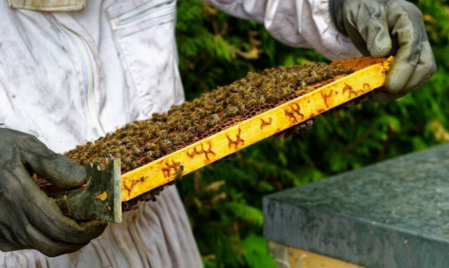 Biowar – skuteczna ochrona pszczół przed pasożytami i wsparcie pasieki