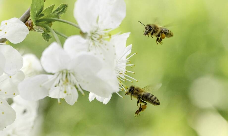 Apiguard – sprawdzone rozwiązanie wspierające zdrowie i ochronę pszczół