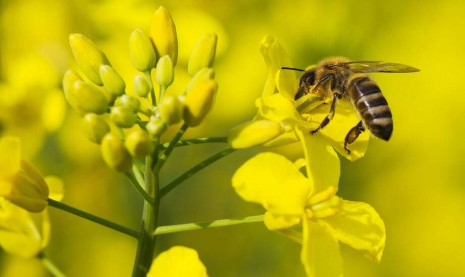 Biowar – działanie, przeznaczenie i wpływ na zdrowie pszczół w pasiece