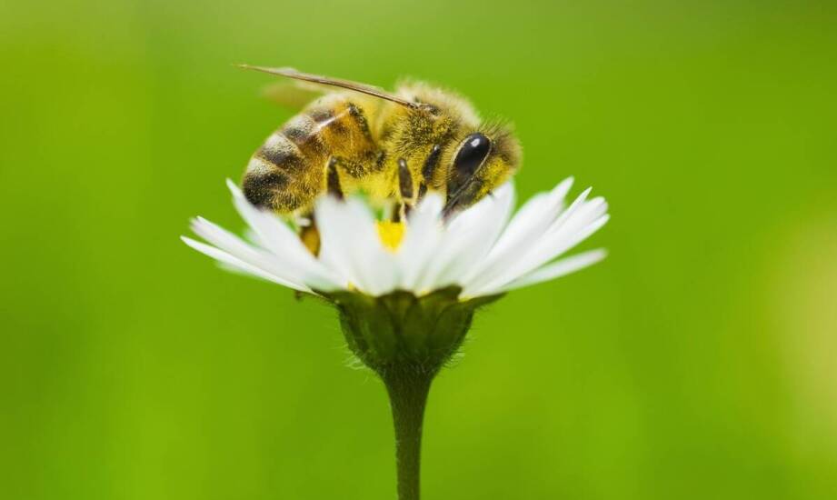 Apiguard – jak działa i jakie korzyści przynosi w ochronie pszczół