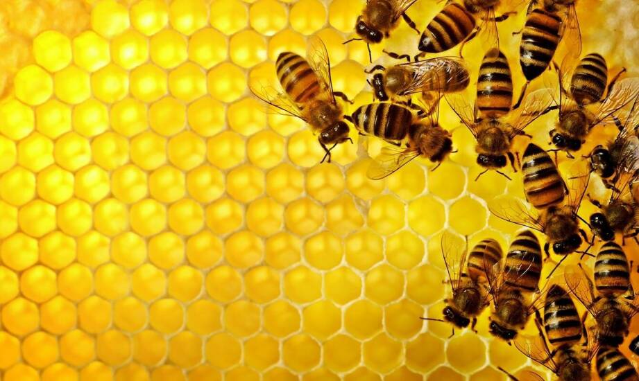 Apiguard – jak wspomaga kondycję pszczół i ogranicza ryzyko chorób