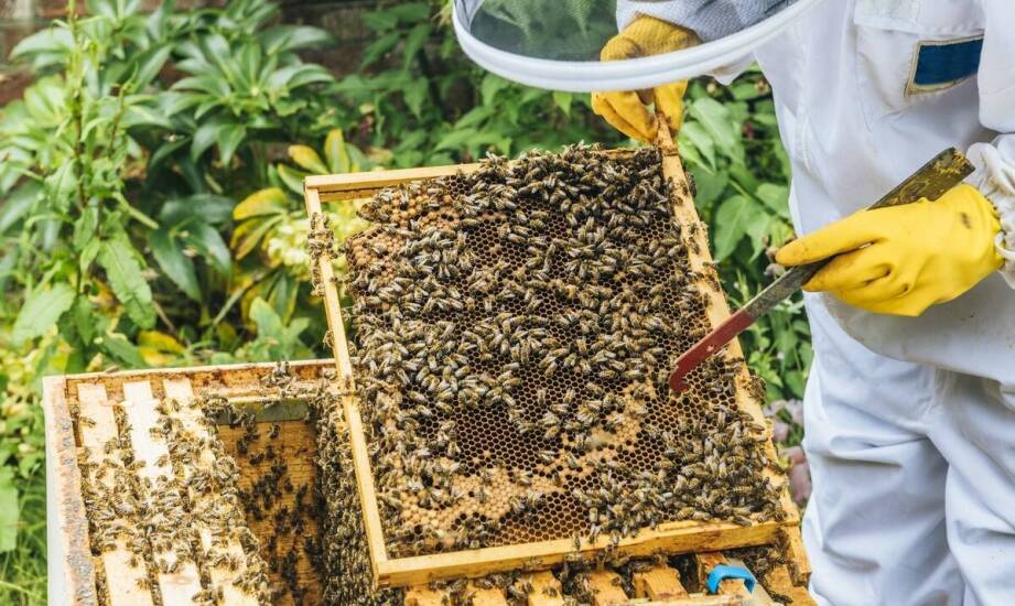 Apiwar – skuteczne wsparcie pasieki w walce z pasożytami pszczół