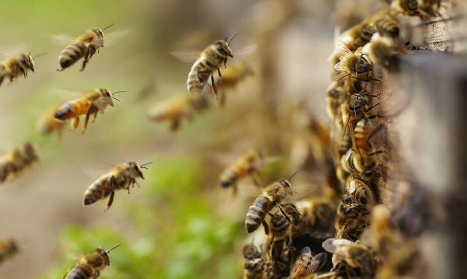 Thymovar – jak wspiera utrzymanie zdrowych pszczół w nowoczesnych pasiekach