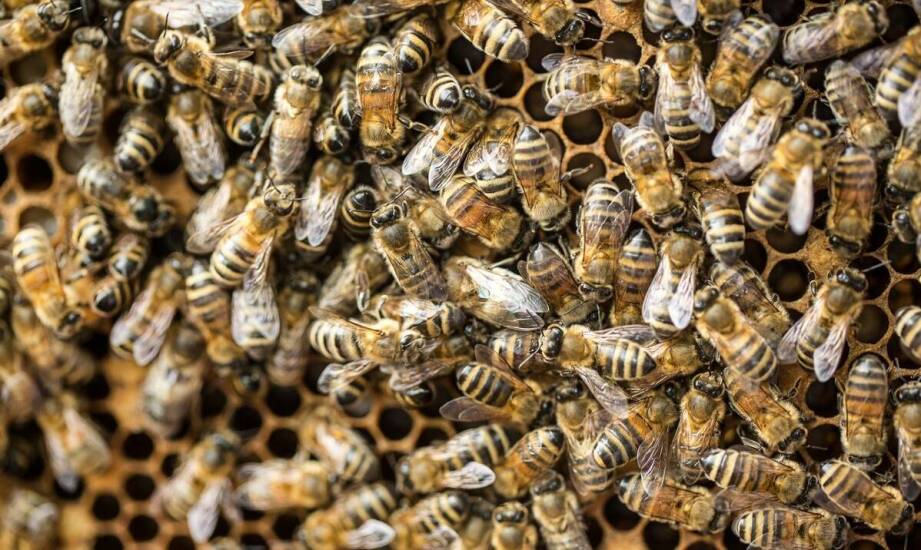 Thymovar – właściwości, zastosowanie i wpływ na kondycję rodzin pszczelich