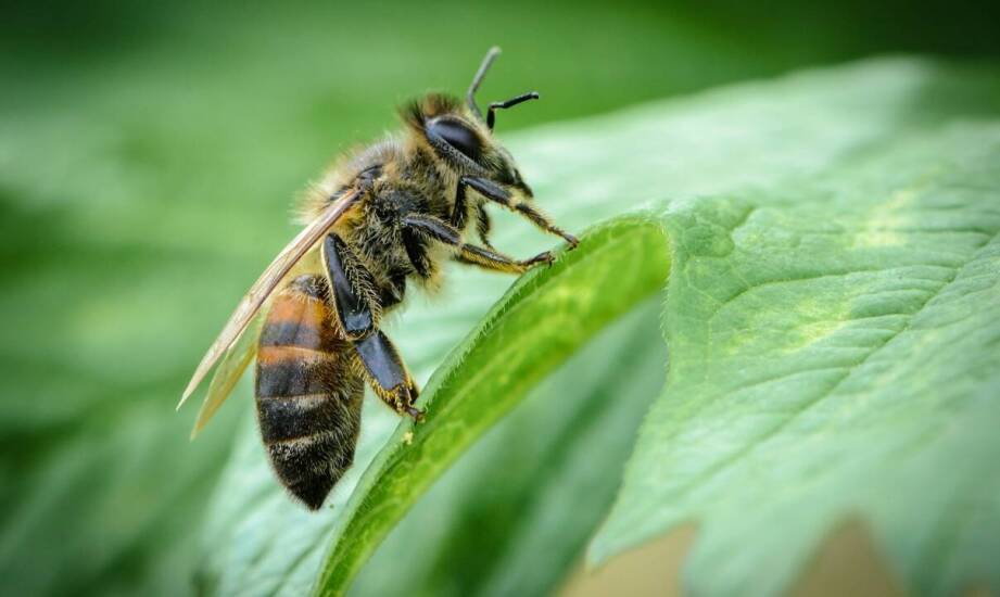 Thymovar w zwalczaniu pasożytów pszczół – istotne fakty i praktyczne wskazówki