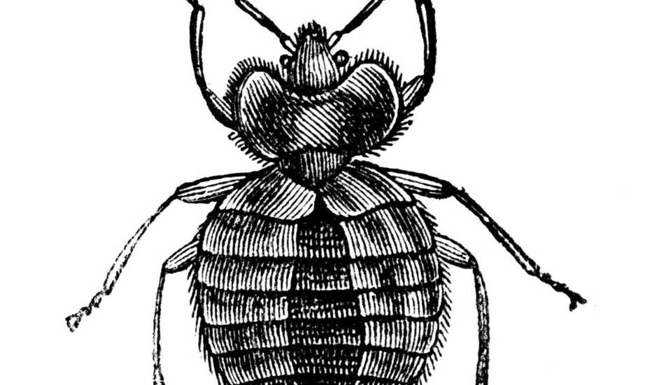 Varomed – zastosowanie i wpływ na ochronę pszczół przed warrozą