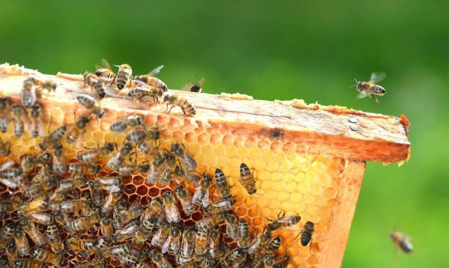Biowar w pasiekach – najważniejsze fakty dotyczące ochrony pszczół